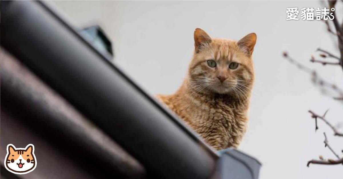 貓狗認領養-全台動物之家/收容所/動保處/防疫局總整理