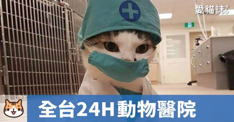 最新｜全台24小時動物醫院｜夜間急診總整理